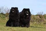 CHOW CHOW 438